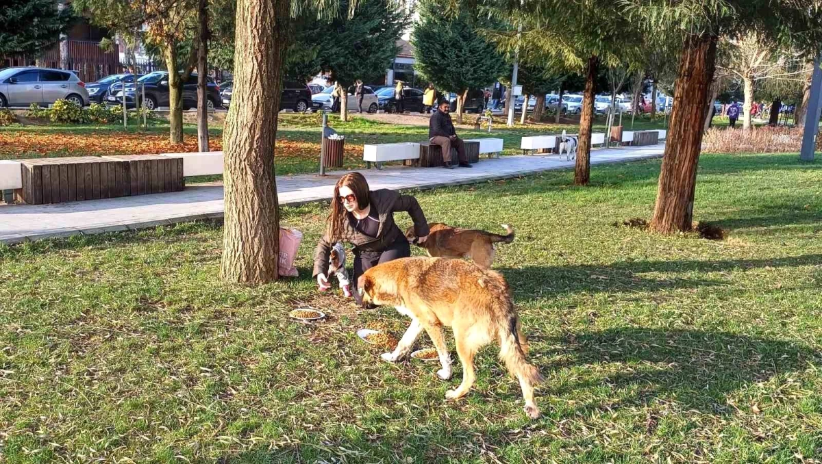 Düzce\'de köpeğin doğum günü partisindeki mamalar sokak hayvanlarına dağıtıldı