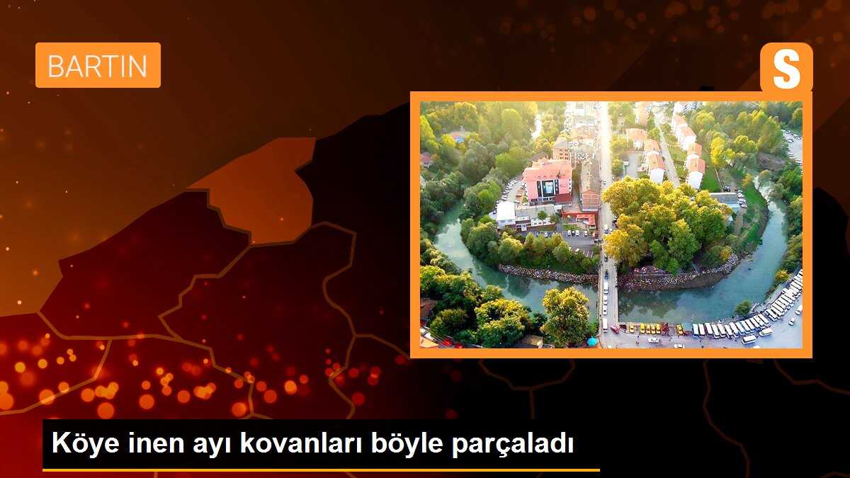 Köye inen ayı kovanları böyle parçaladı