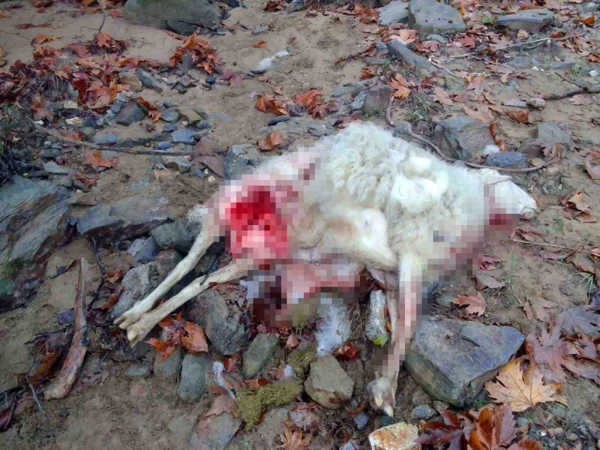 Manisa\'da kurt saldırısı: 4 koyun telef oldu