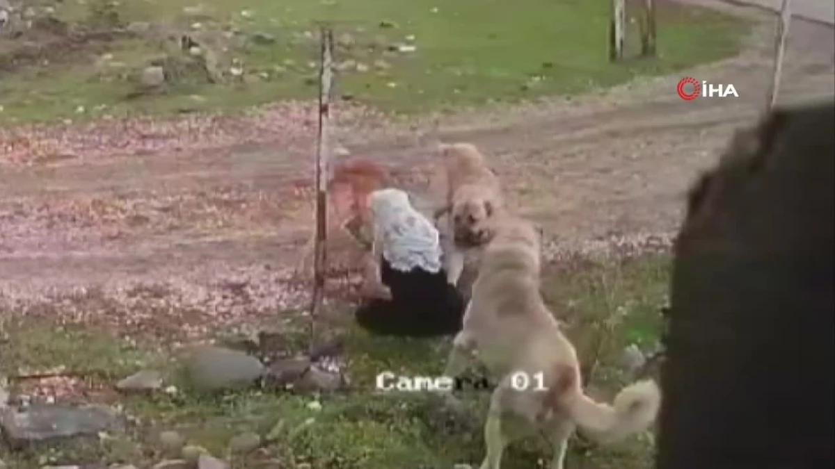 Muş\'ta başıboş köpeklerin saldırısına uğrayan 79 yaşındaki kadının tedavisi devam ediyor