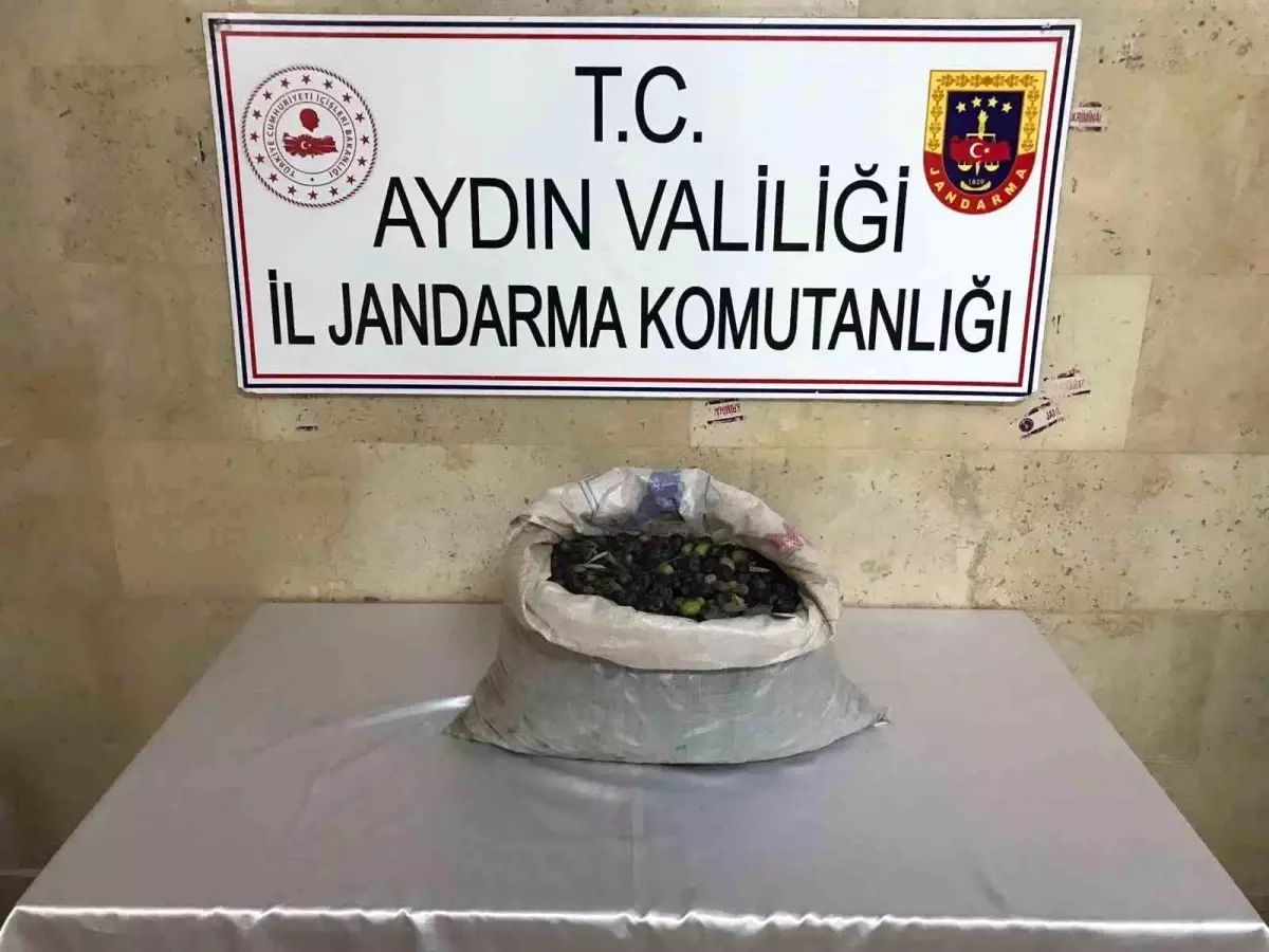 Aydın\'da Zeytin Hırsızları Yakalandı