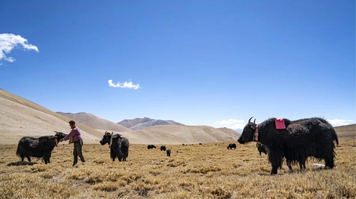 Qinghai-Tibet Platosu\'nda Yak ve Sığır Melezleri Bulundu