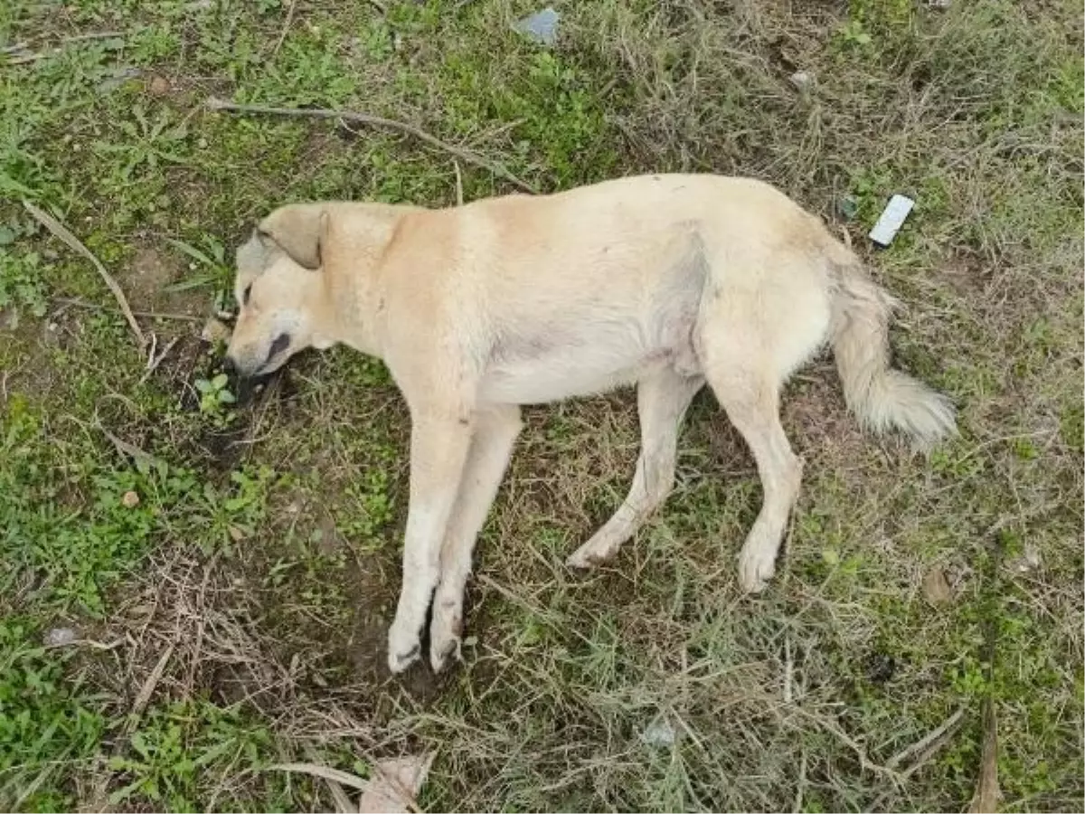 Nazilli ve Köşk'te Köpek Ölümleri