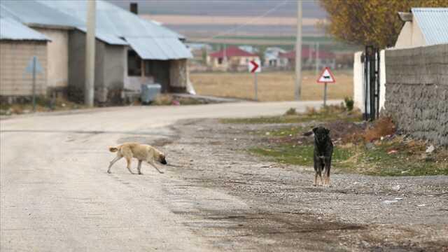 Başıboş Köpekler Için 3 Bakanlık Harekete Geçti, Yeni Düzenleme Yolda