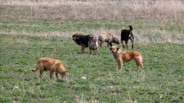 Başıboş Köpekler Için 3 Bakanlık Harekete Geçti, Yeni Düzenleme Yolda