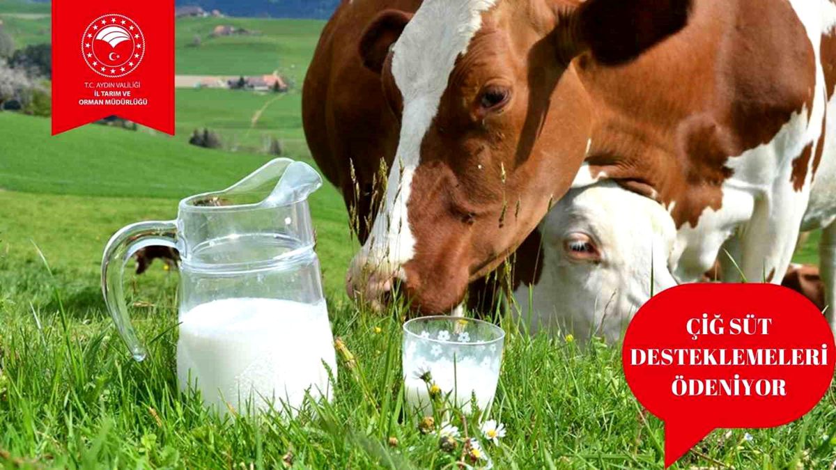 Aydın\'da çiğ süt destek ödemeleri başladı