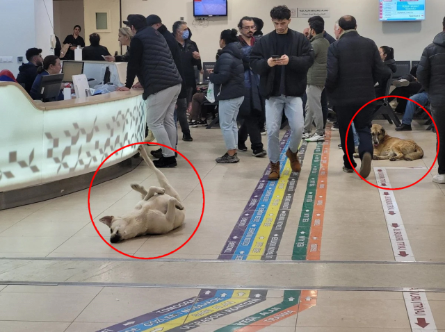 Göztepe Devlet Hastanesi'nde çekilen köpek fotoğrafları tepki çekti