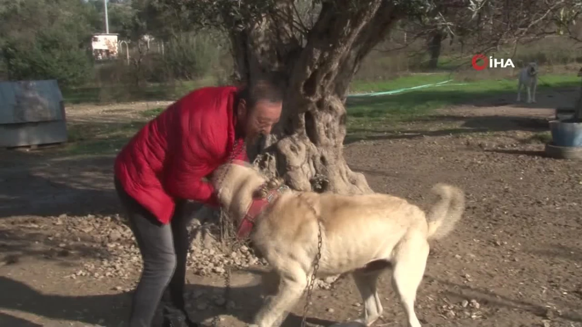 Köpek saldırıları için uzmanı uyardı: "Kaçmayın, göz teması kurmayın"