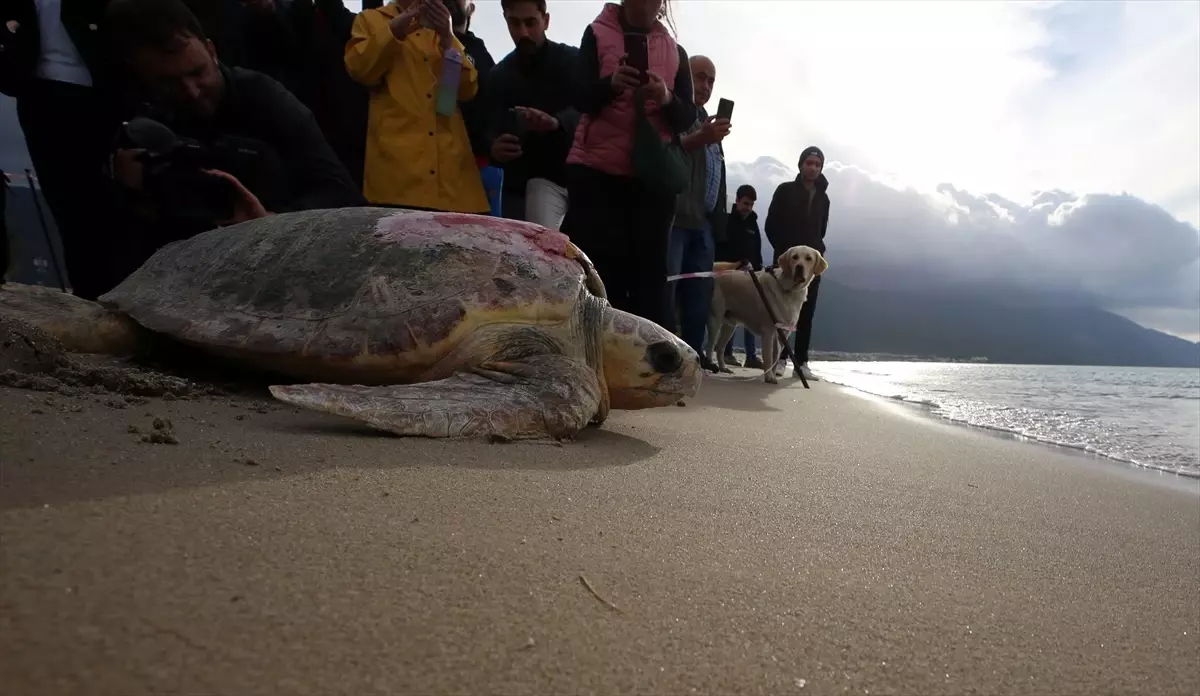 Kuşadası\'nda tedavi edilen 3 caretta caretta denize bırakıldı