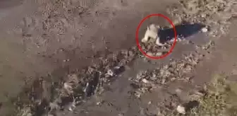 Şanlıurfa'da yol kenarında yavru aslan ihbarı! Jandarma arama başlattı