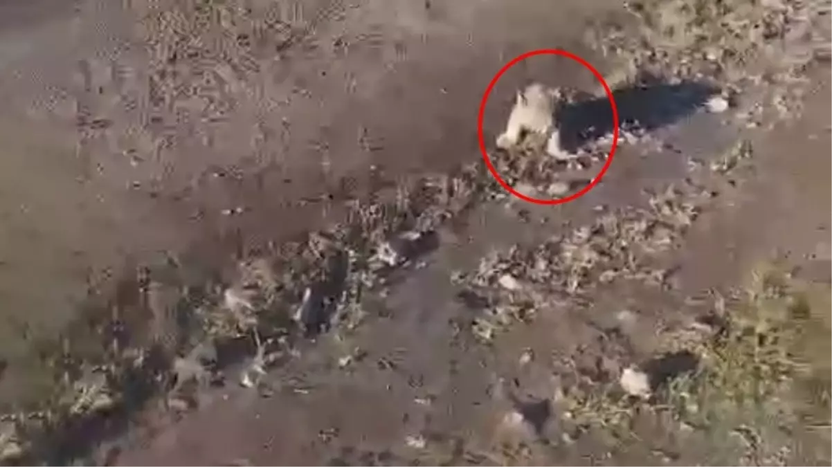 Şanlıurfa'da yol kenarında yavru aslan ihbarı! Jandarma arama başlattı