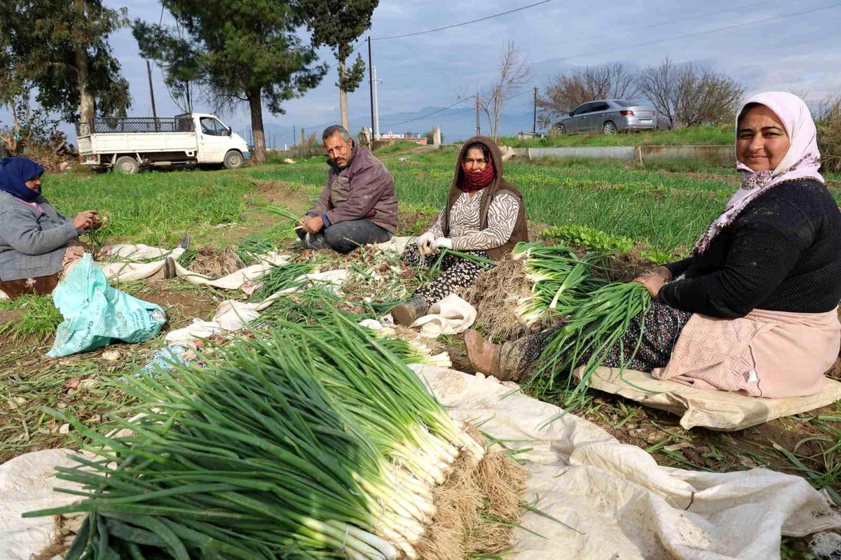 Aydın\'da Zorlu Şartlarda Hasat Edilen Yeşil Soğan Üreticileri Mutlu Ediyor