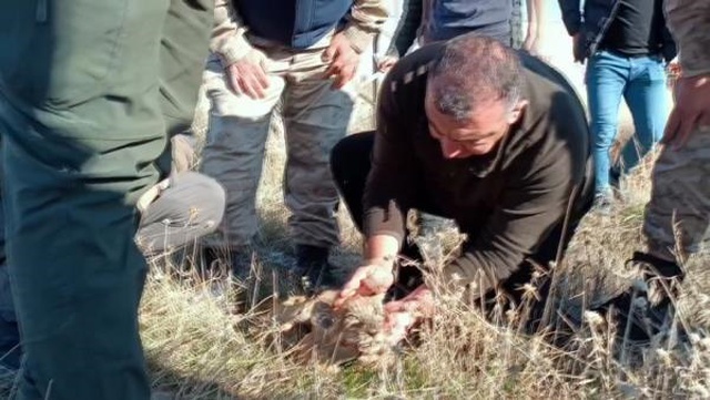 Yavru Aslan Öldü Yavru Aslan Öldü