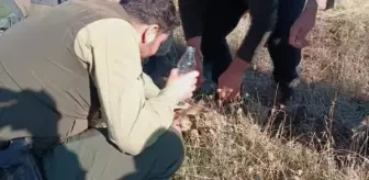 Şanlıurfa'da yol kenarında bulunan aslan yavrusu öldü