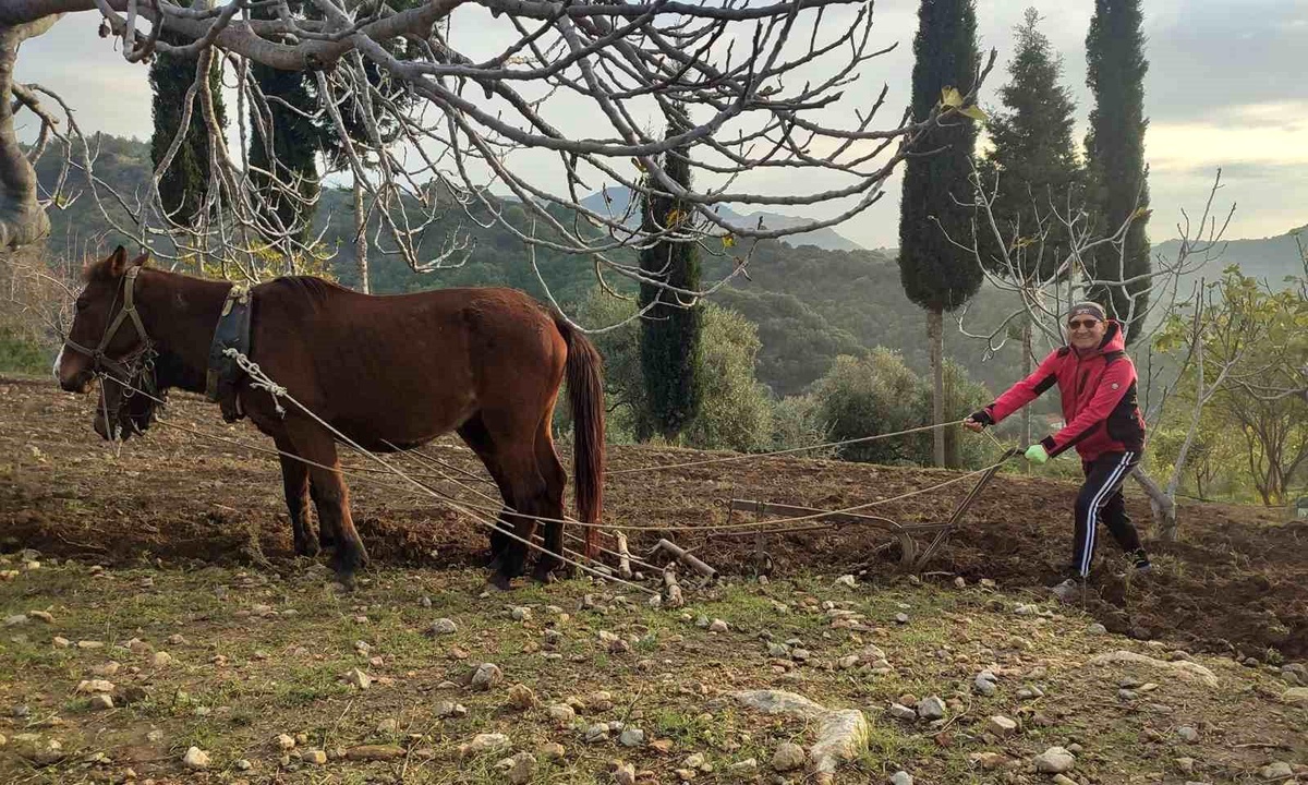 Aydın\'ın Söke ilçesinde at ve katırlarla tarım yapılıyor