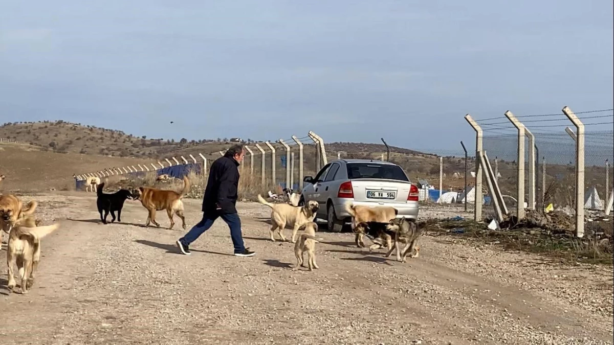 Ankara\'da başıboş köpek sürüleri çocukları tehdit ediyor