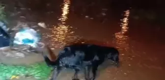 Çanakkale'de sağanak nedeniyle dere taştı (5)