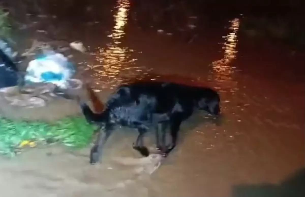 Çanakkale'de sağanak nedeniyle dere taştı (5)