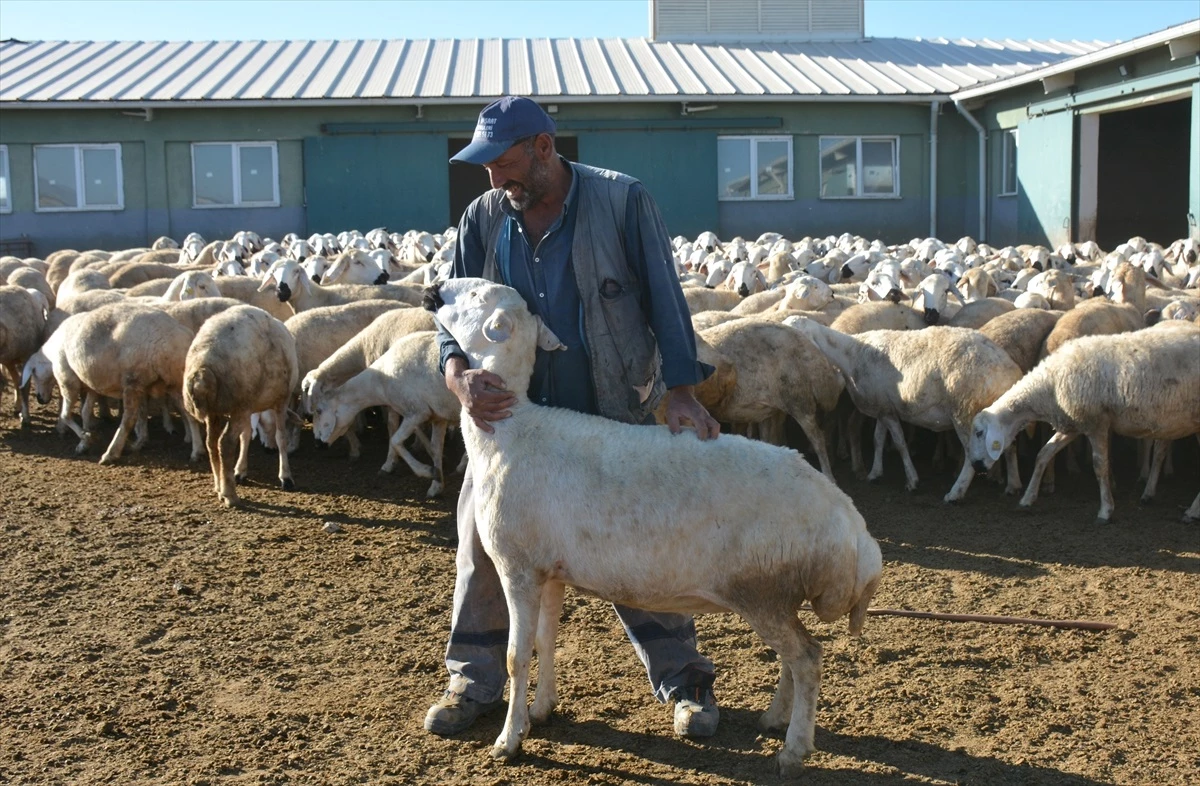 TİGEM, yerli koyunları birçok şehre gönderiyor