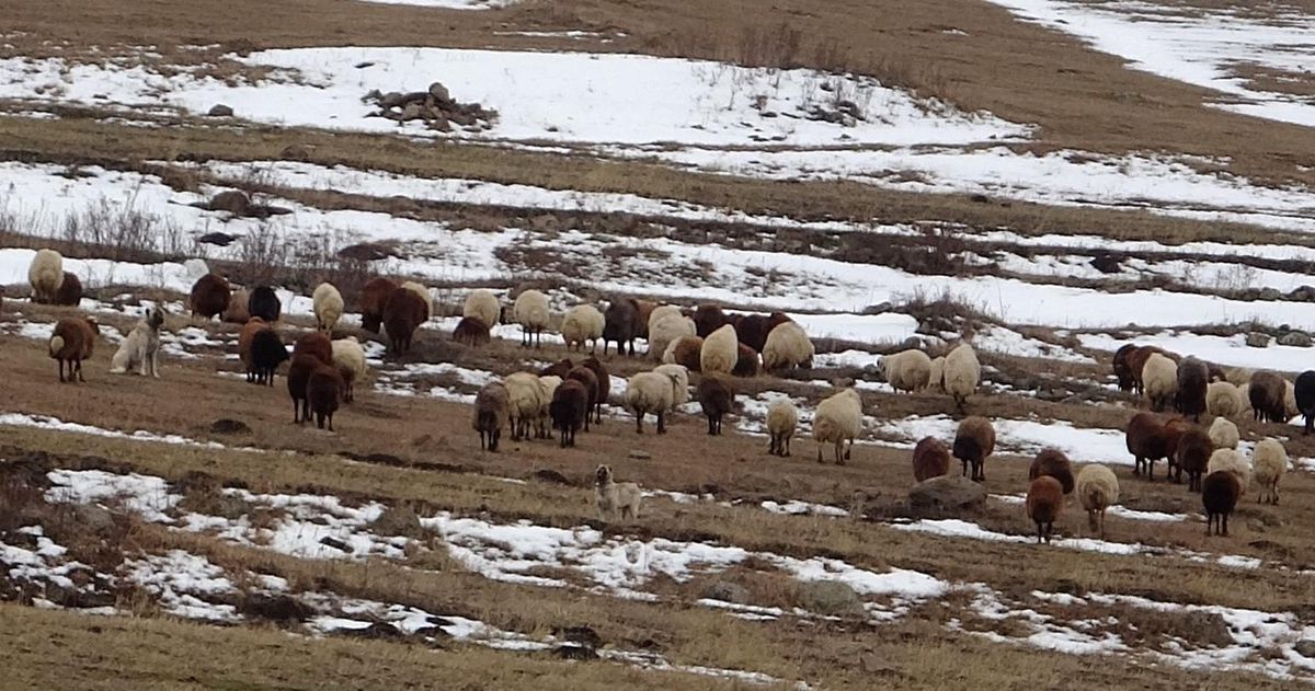 Ardahan\'da Sıcak Hava Besicilere Nefes Aldırdı