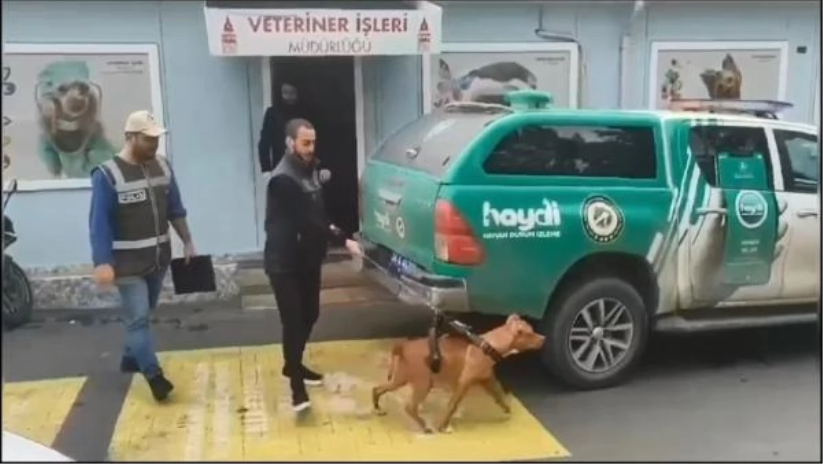 Taksim\'de Pitbull Cinsi Köpek Gezenlere Cezai İşlem