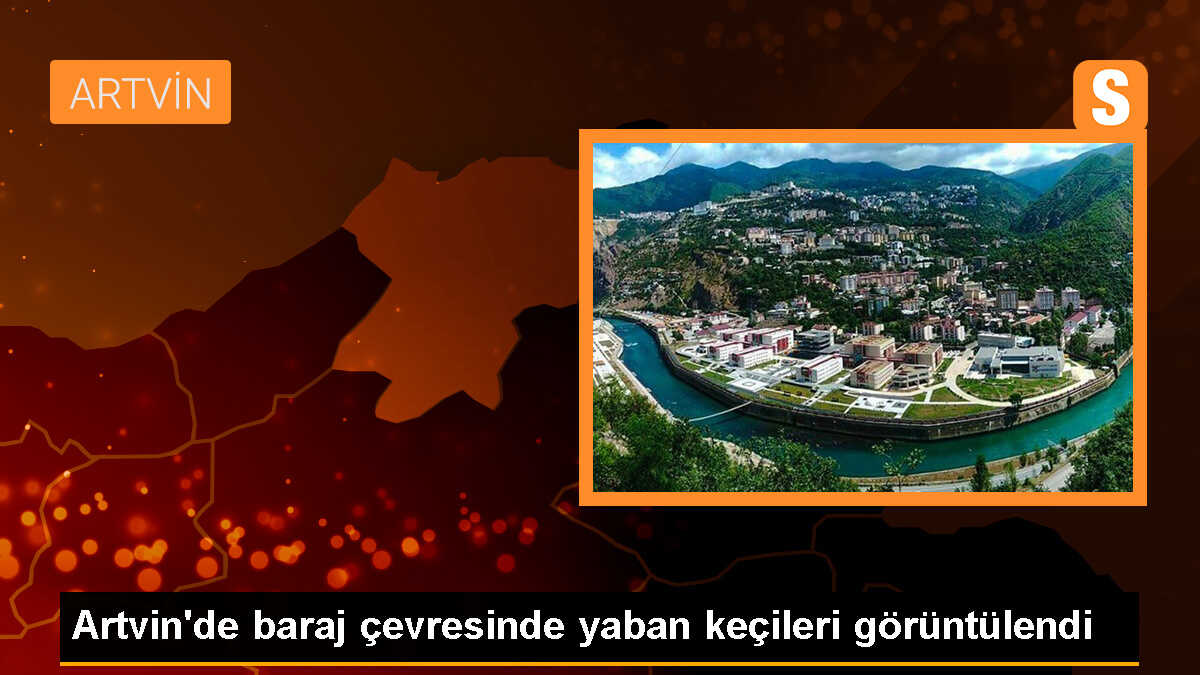 Artvin\'de Yaban Keçilerinin Sarp Kayalıklarda Görüntüsü Kaydedildi