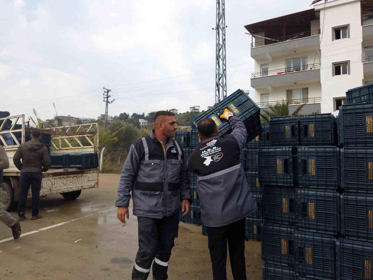 Hatay Büyükşehir Belediyesi, çiftçilere zeytin kasası dağıtıyor