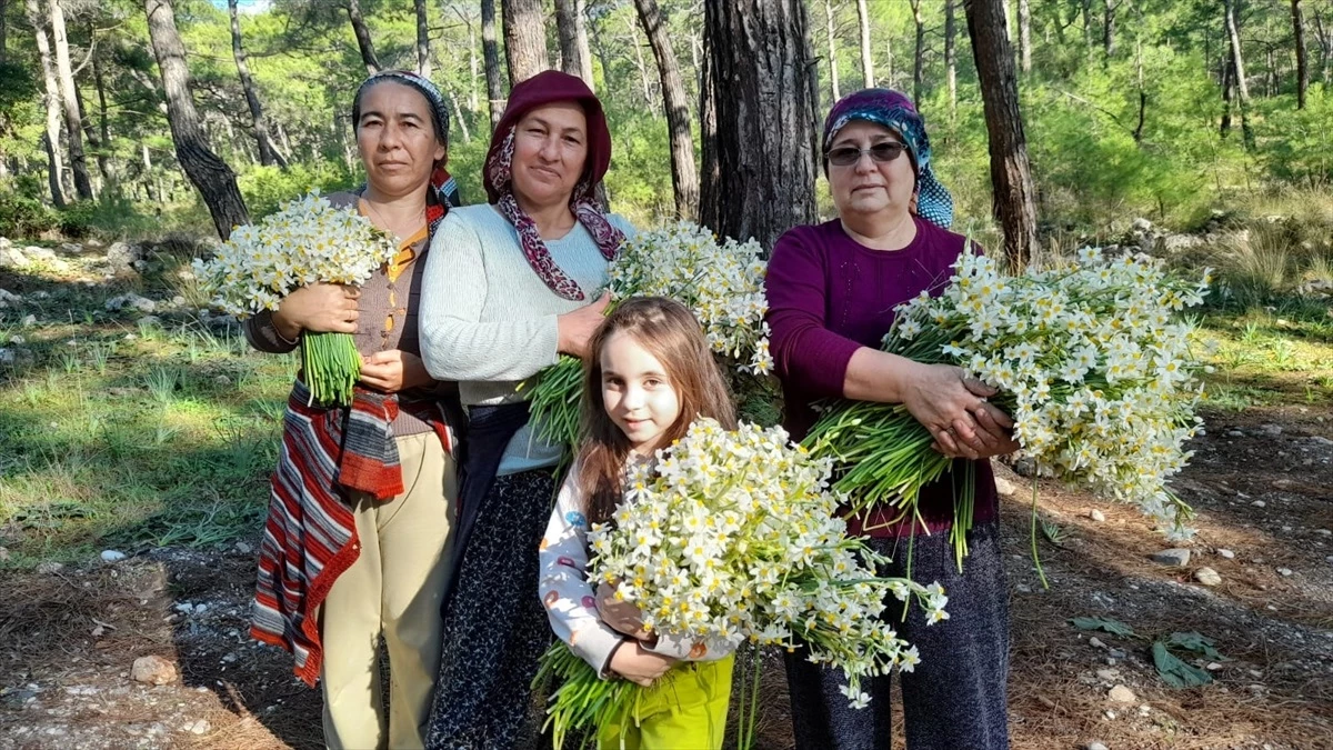 Antalya\'nın Kumluca ilçesinde nergis çiçekleriyle kaplı Gelidonya bölgesi turistlerin ilgi odağı oldu