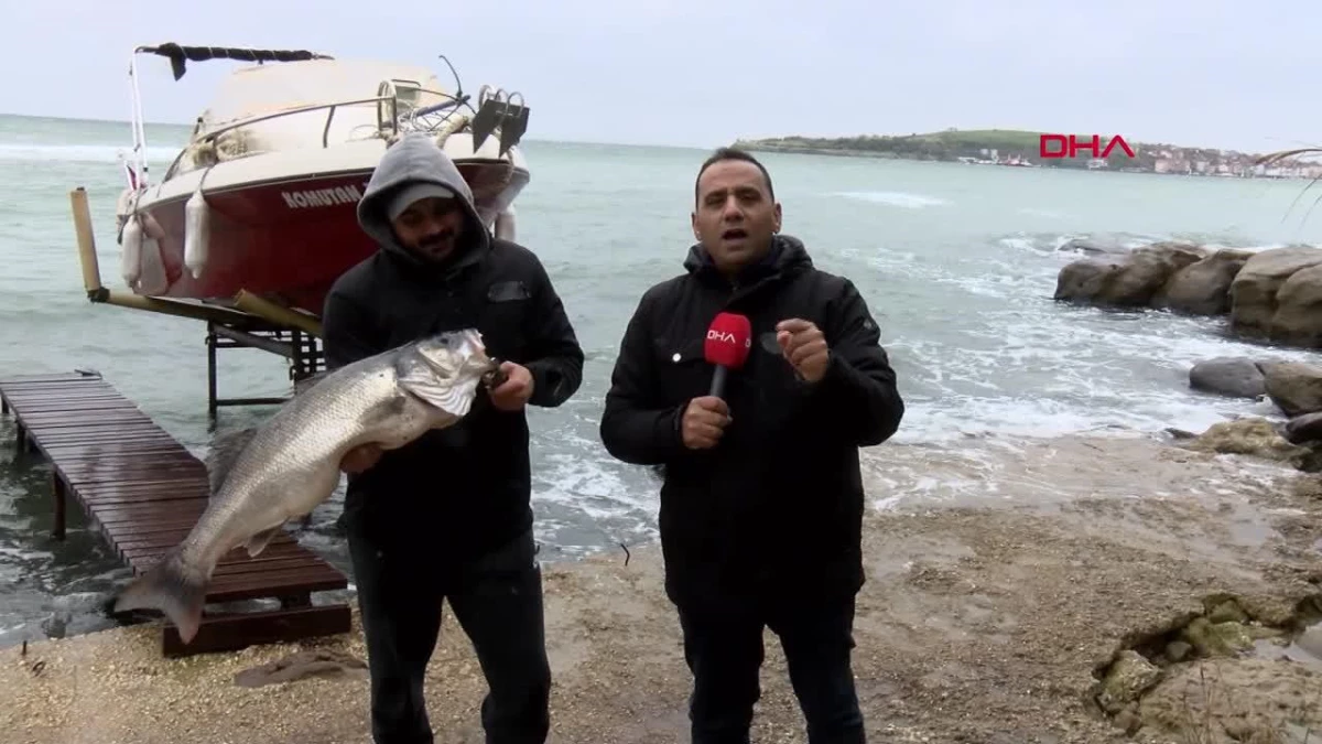Amatör balıkçı 10 kiloluk levrek yakaladı