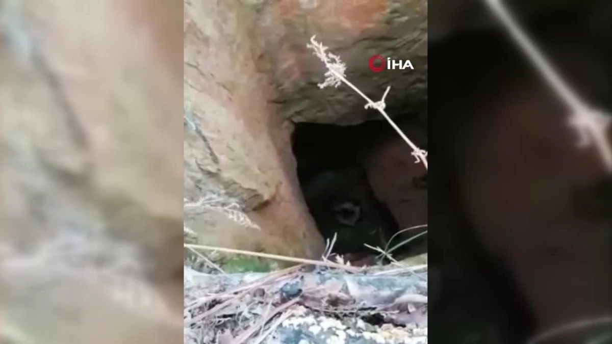 Sarıyer\'de ormanda kan donduran olay kamerada: Talihsiz adam alev alev yanarak öldü