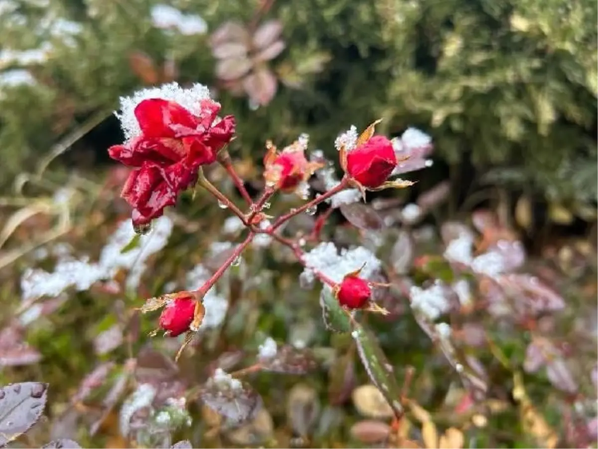 Sivas'ta Kar Yağışı Etkili Oldu