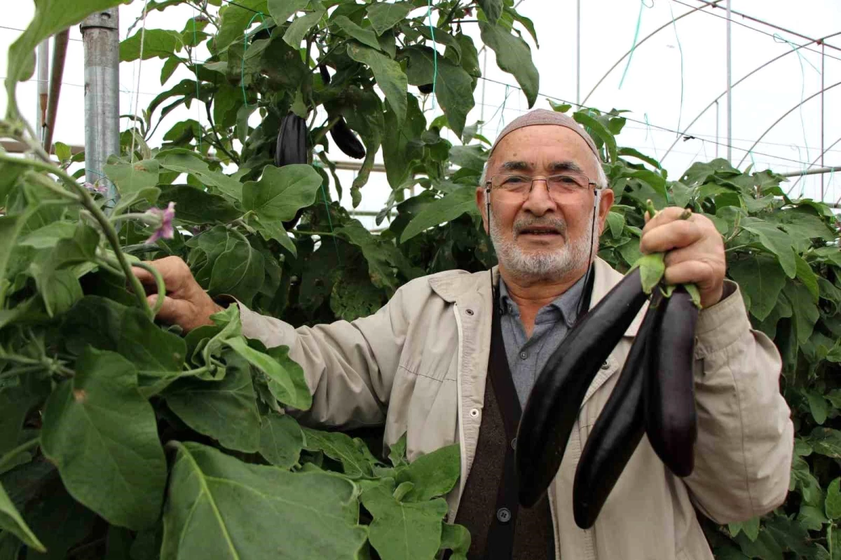 Amasya\'da çiftçi patlıcanları sökmeyerek kazancını artırdı