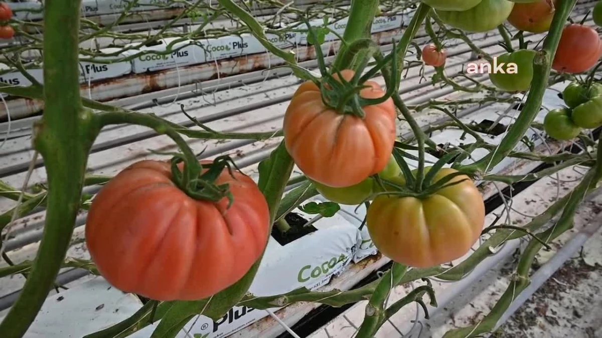 Yozgat\'tan Avrupa\'ya organik domates ihracatı