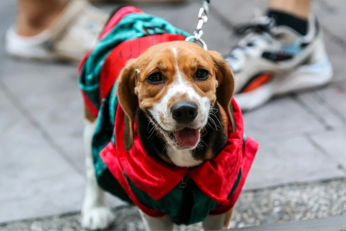 Albüm: Filipinler\'de Rengarenk Kostümler Giydirilen Köpekler Noel Geçidine Katıldı