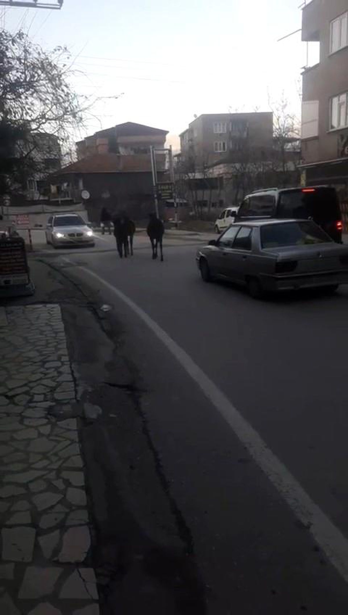 Bursa\'da başıboş atlar cadde üzerinde ilerledi