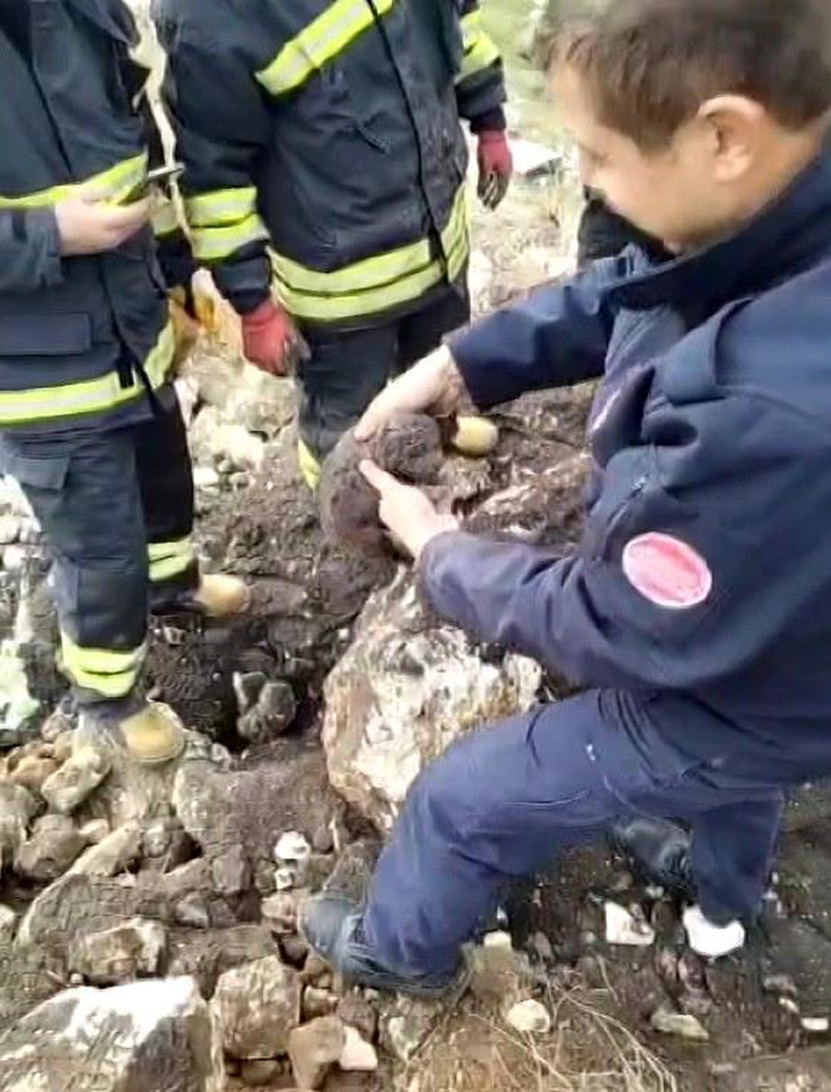 Gaziantep\'te molozların altında sıkışan yavru köpekler kurtarıldı