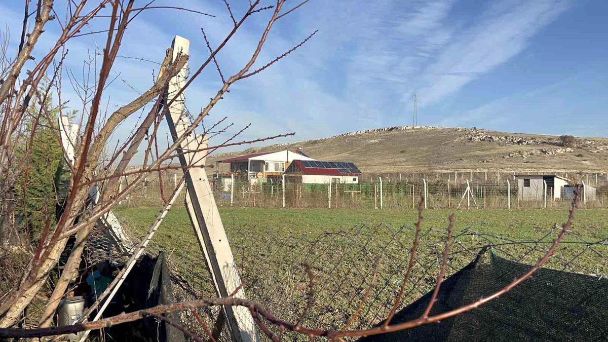 Eskişehir\'de Hırsızlar Bağ Evinde Köpekleri Öldürdü