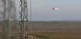 İş makinesiyle domuzları böyle kovaladı