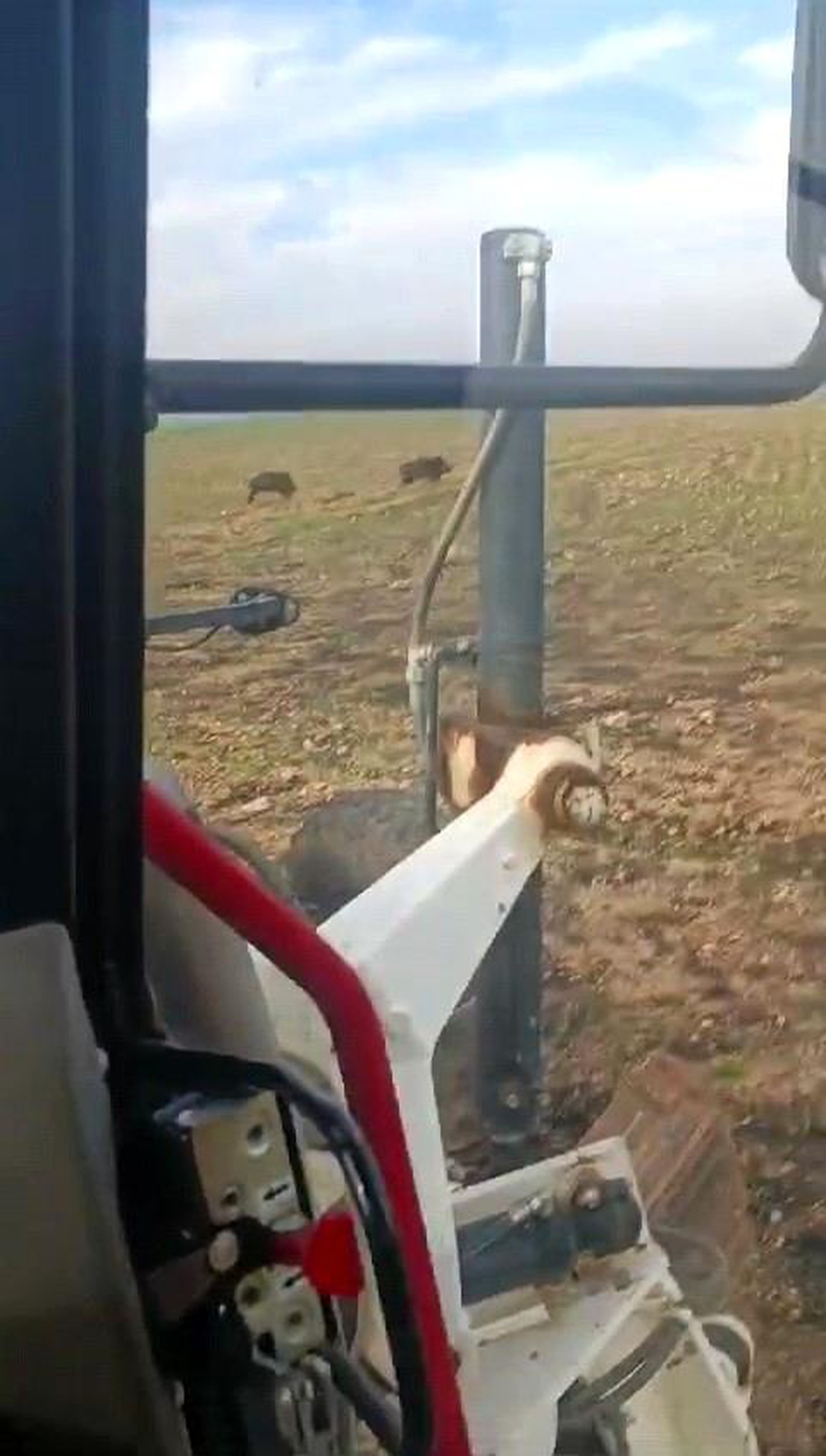 Şanlıurfa\'nın Suriye sınırında ilk defa domuz görüldü