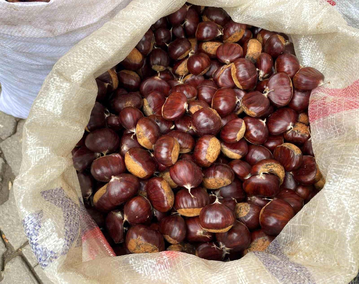 Alaşehir\'de Kestane Rekoltesi Düşük