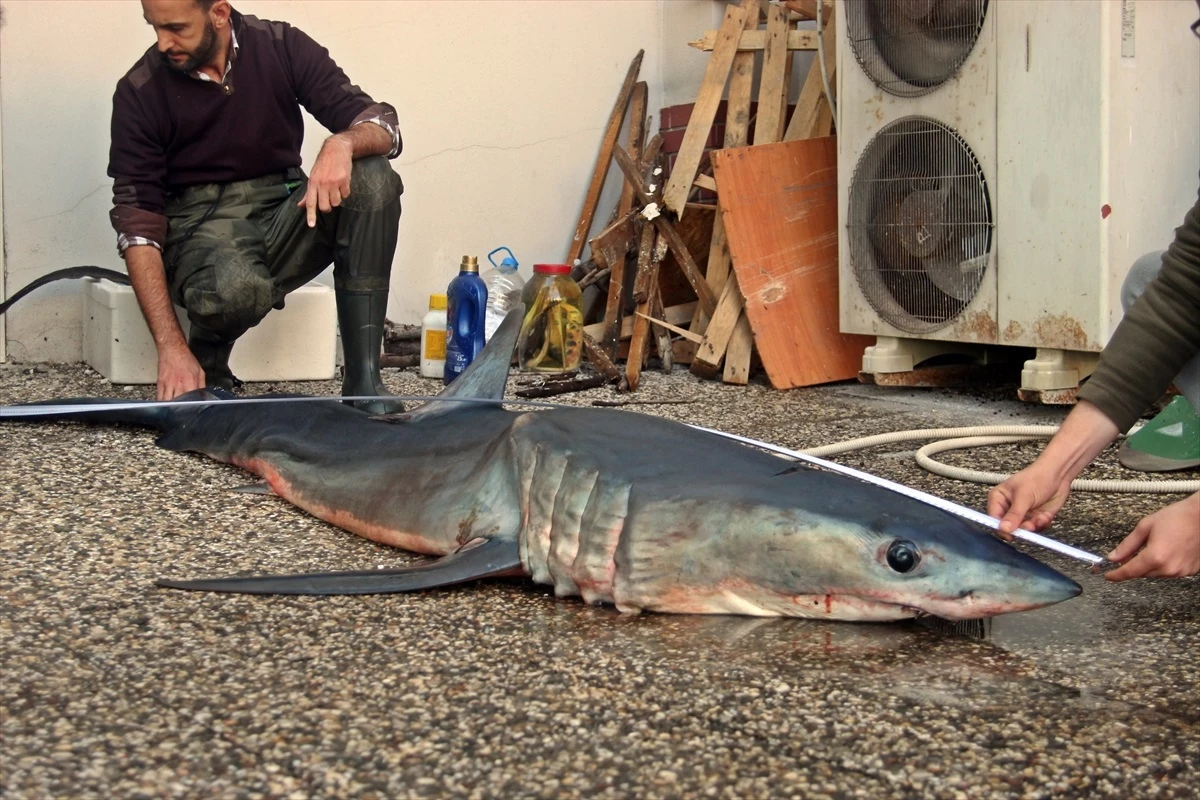 Mersin\'de kıyıya vurmuş köpek balığı bulundu