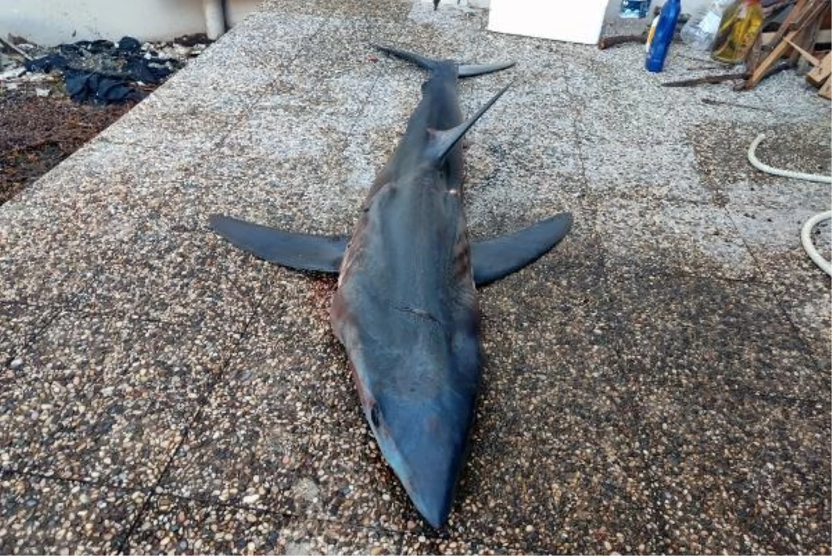 Mersin\'de Nesli Tükenme Tehlikesi Altındaki Mako Köpek Balığı Kurtarılamadı