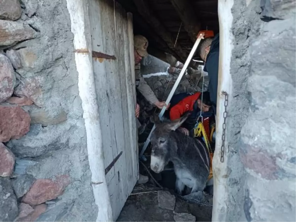 IĞDIR'da 2,5 metrelik çukura düşen eşek kurtarıldı