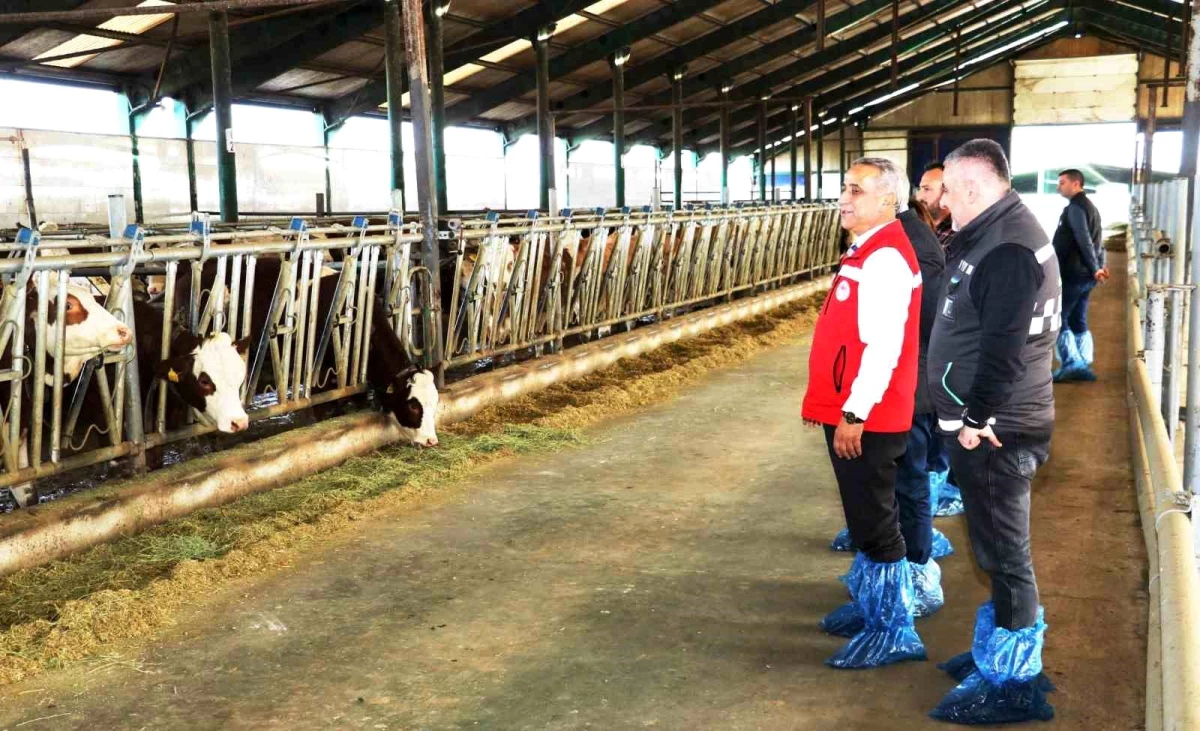 Samsun\'da Avrupa Birliği\'ne süt ihraç edilebilecek işletme sayısı 6\'ya yükseldi