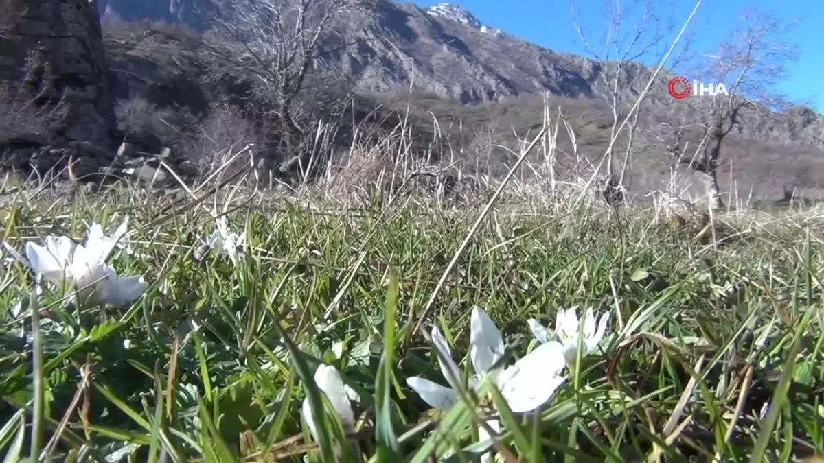 Yüksek kesimlerde kar yağarken, alçak bölgelerde ise çiçek açtı