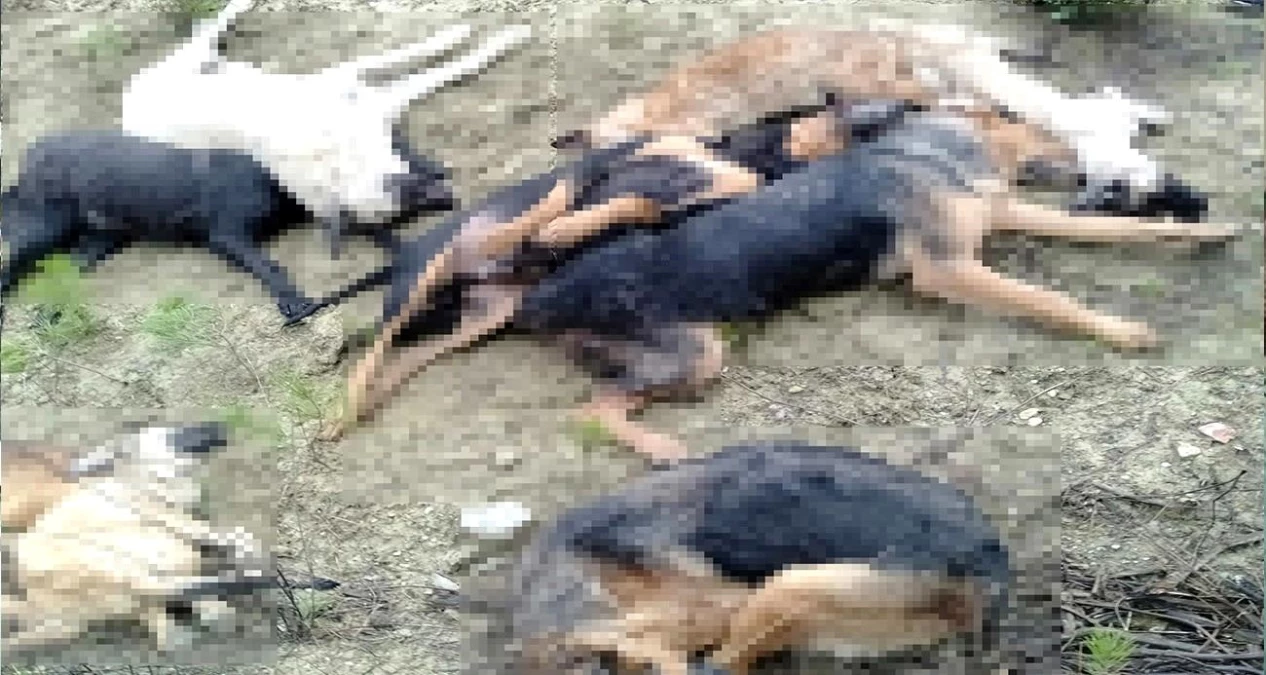 Bilecik\'te 14 köpeğin ölümüyle ilgili 4 kişi adli kontrol şartıyla serbest bırakıldı