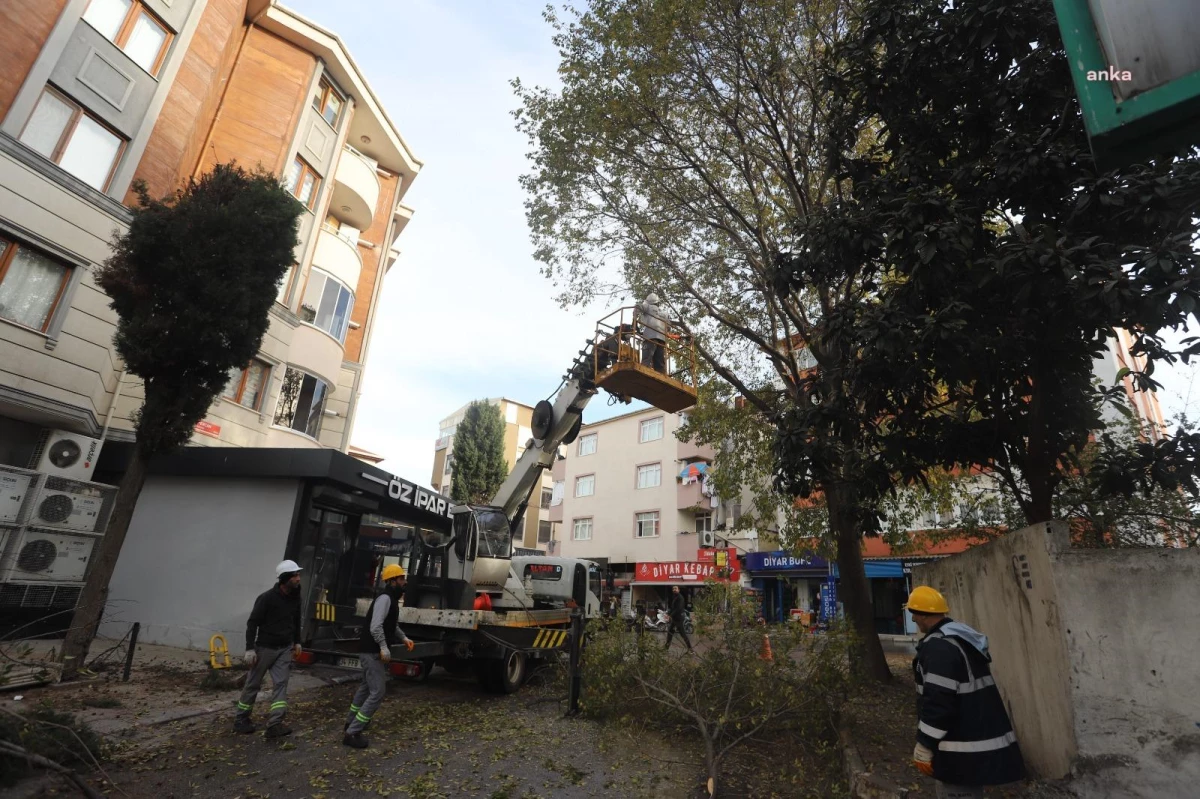 Kartal Belediyesi Kamusal Alanlarda Ağaç Budama Çalışmalarını Sürdürüyor