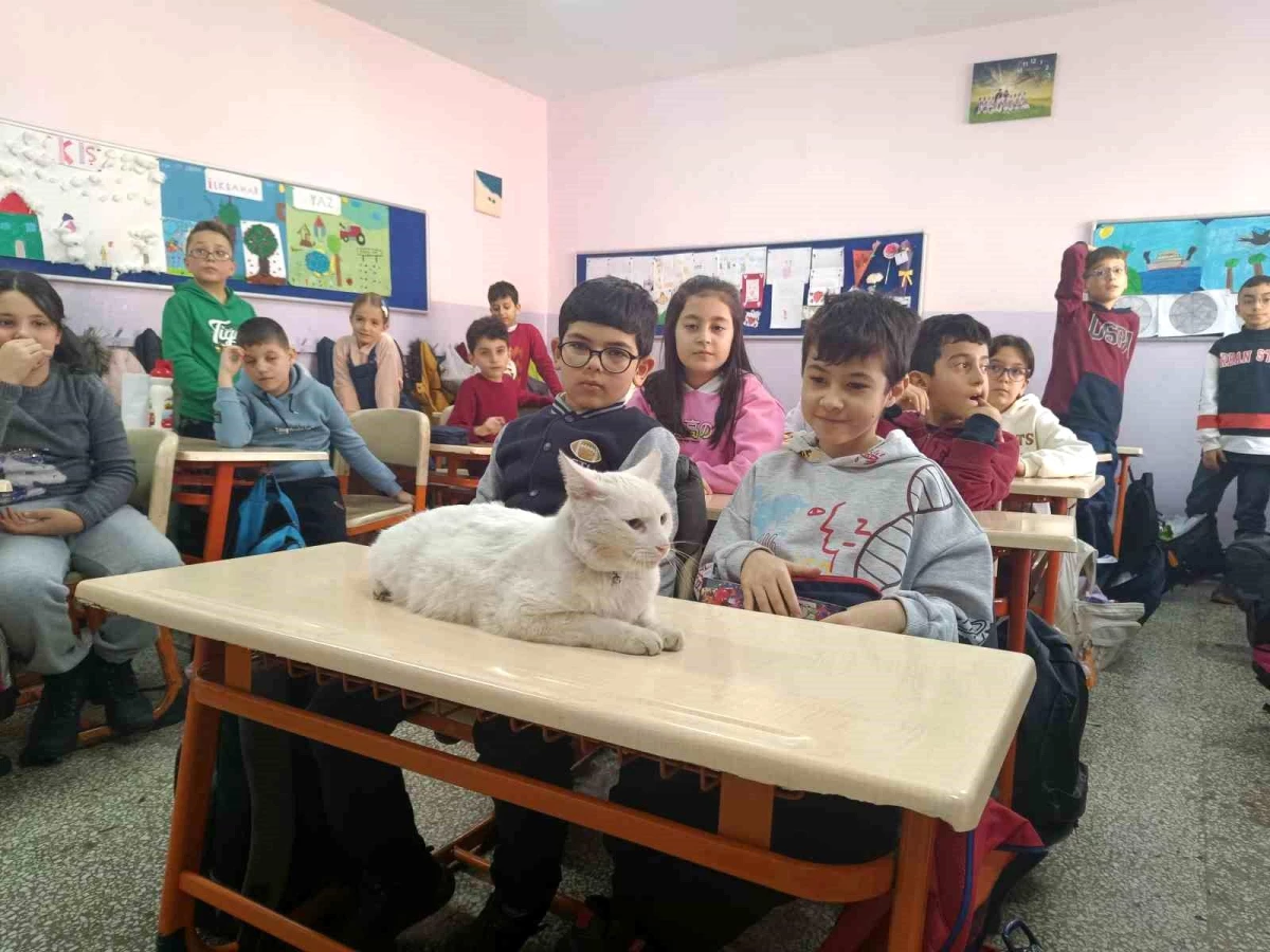 ESKİŞEHİR\'deki İlkokulda Kedi Ders Dinliyor