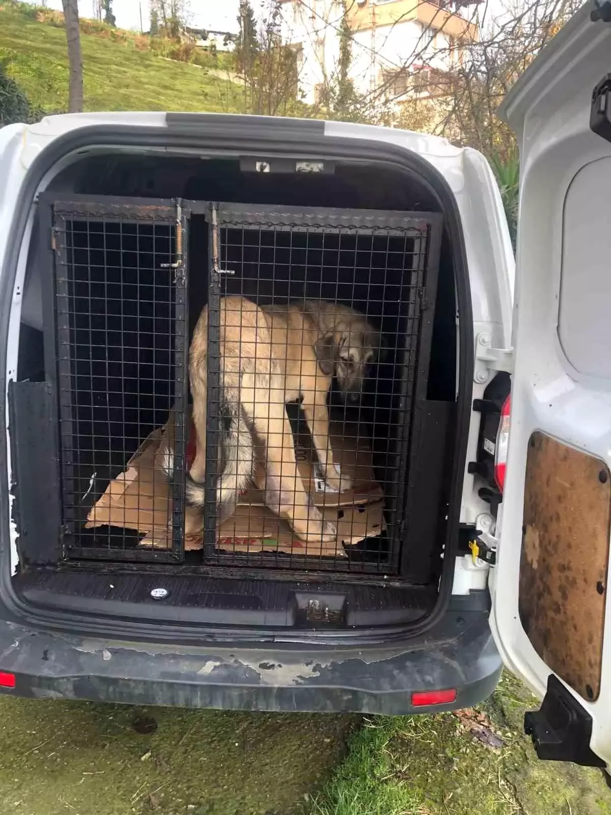 Rize'de hasta köpek İstanbul'a gönderildi