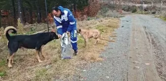 Amanos Dağları'ndaki hayvanlar için yem bırakıldı
